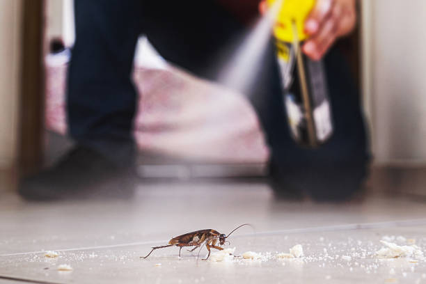 Insect Control in Suitland, MD